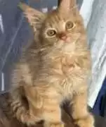 Maine Coon For Sale: Trusted, Well-Bred Cats Ready, Milton