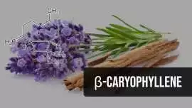 Learn How Caryophyllene Effects Support, Calgary
