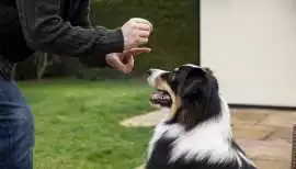 Dog Training, Agra