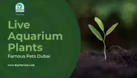 Live Aquarium Plants | Famous Pets & Aquarium , ps 0