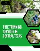 Professional Tree Trimming Services in Central Tx, Temple