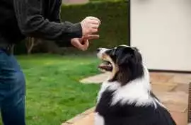 Dog Training, Bengaluru