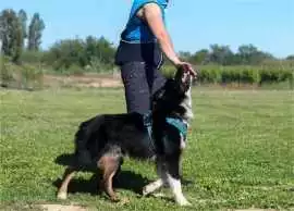 Dog Training 