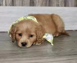 Find Mini Golden Retrievers In Ohio – Healthy &amp, $ 0