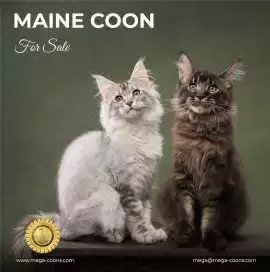Maine Coon For Sale: Healthy & Purebred Kitten, Milton