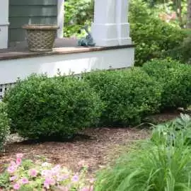Trusted Online Plants Nursery for Every Gardening, McMinnville