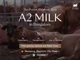 Healthy cow milk in electronic city    , ₹ 120