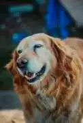Cream Golden Retriever Puppies Nashville, Nashville