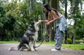 Dog Training, Chennai