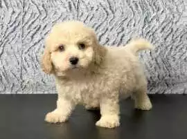 Best Place to Buy Maltipoo in Hyderabad, $ 115,000