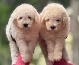 KCI Poodle Puppies for Sale in Bangalore, ₹ 87,000