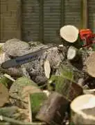 Reliable Belfast Tree Surgeons for Safer Outdoor, Belfast