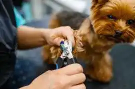 Dog Grooming, Mumbai