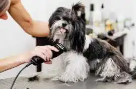 Dog Grooming, Kolkata