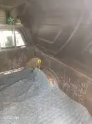 بيك اب جمس 1992, حمص, RF70802000