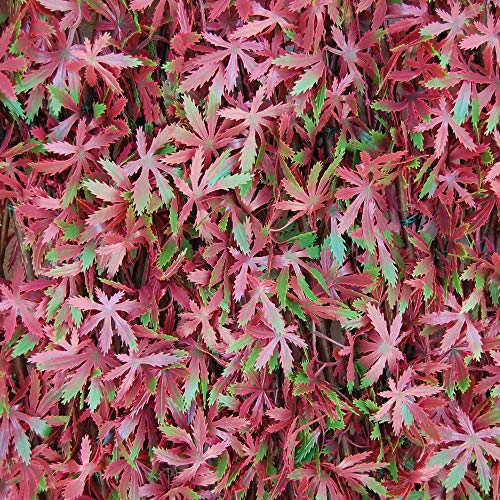 tenax Siepe Artificiale con Foglie Traliccio Estensibile in salice, Divy 3D X-Tens Red Acer, 1×2 m, Rosso/Verde