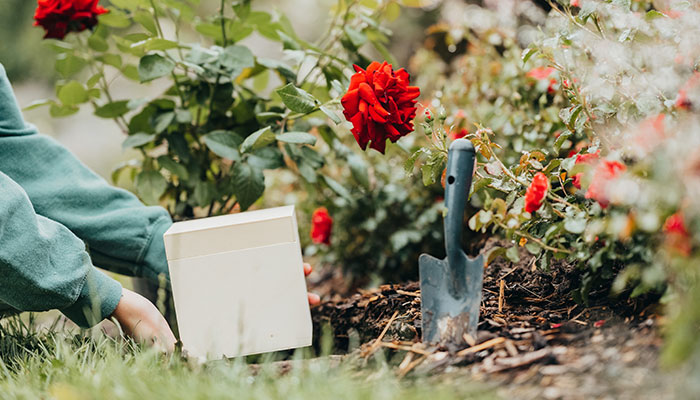 Baumbestattung - Holzurne mit Rosen