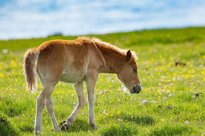 Fohlen bei sonnigem Tag auf einer Wiese.