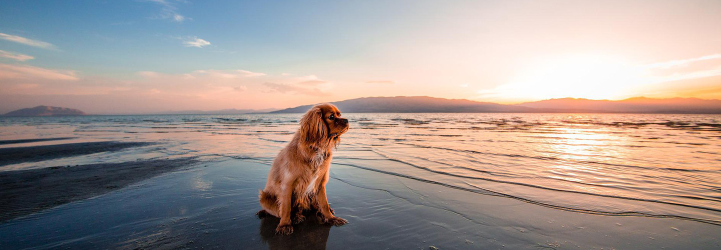 Hund am Strand blickt in die Ferne