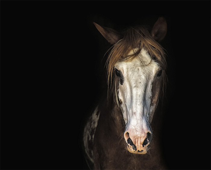 Pferd wird im Stall isoliert.