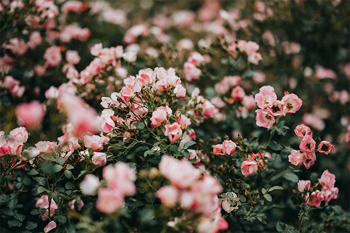 Rosenbeet im eigenen Garten