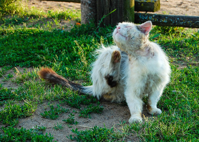 Streunender Kater kratzt sich.
