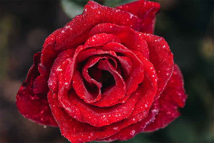 Rose im Rosengarten in Badbergen
