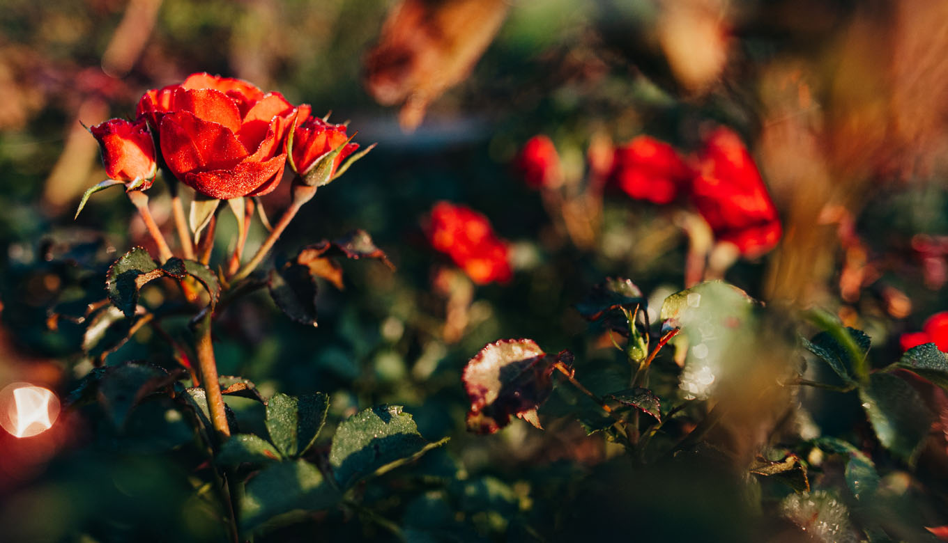Die ROSENGARTEN-Tierbestattung setzt auf Nachhaltigkeit und Umweltbewusstsein.