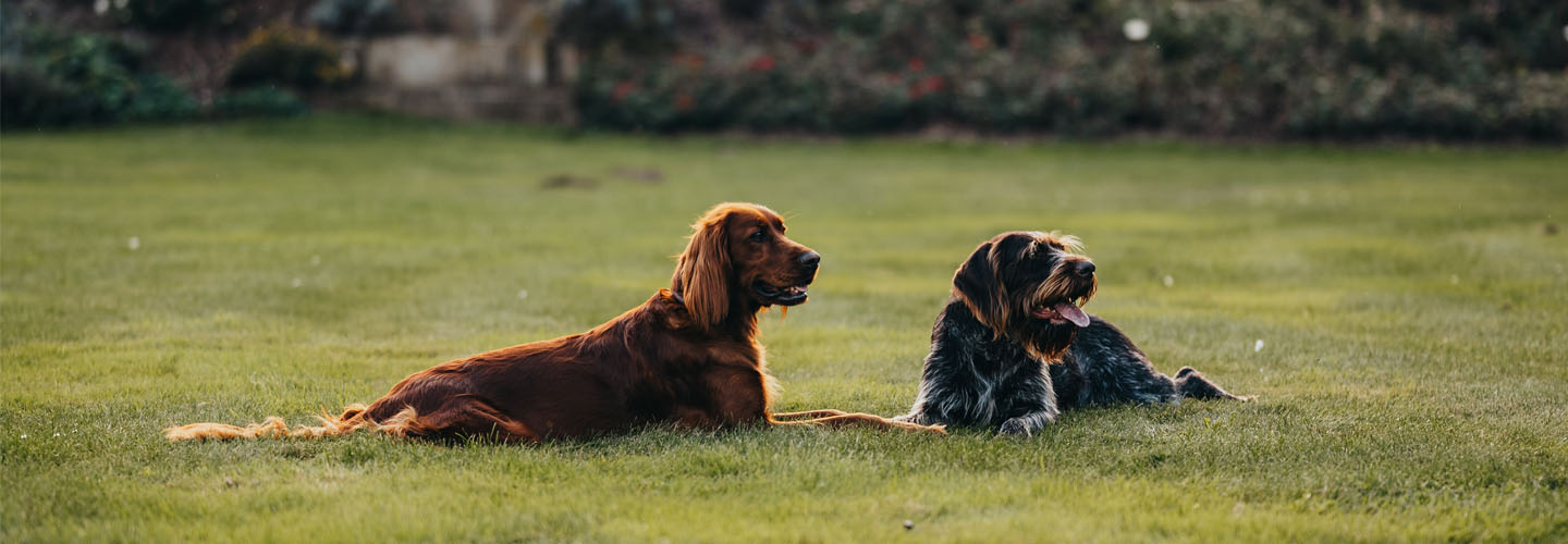 2 Hunde liegen bei schönem Wetter auf einer grünen Wiese.