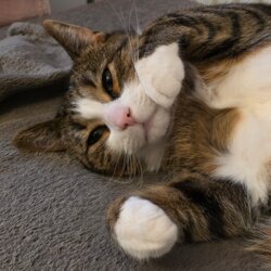 Awatar użytkownika blacksheep9904