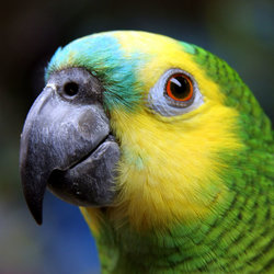 PewPewTheParot