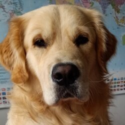 Awatar użytkownika Wilczek