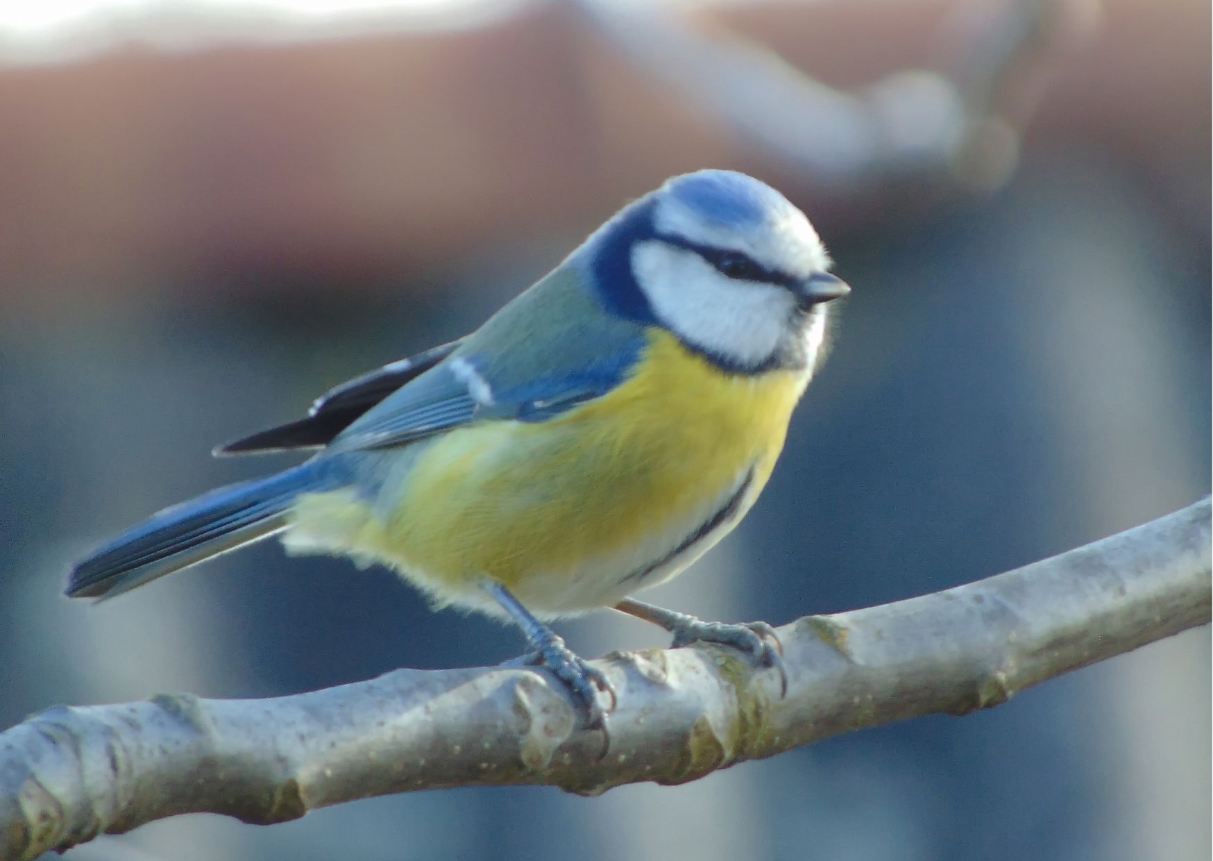 Was machen Amsel, Meise und Rotkehlchen im Frühjahr?