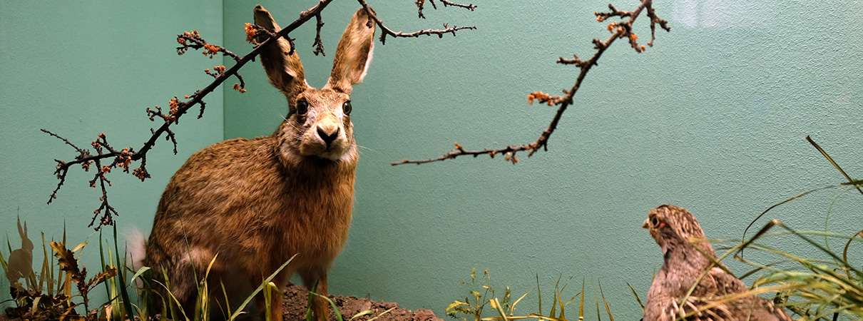 FAMILIENFÜHRUNG | Wilde Nachbarn.img}