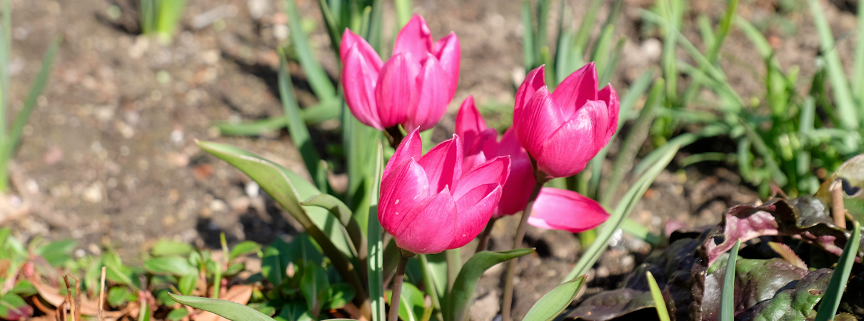 EXKURSION | Frühblüher des Benrather Schlossparks.img}