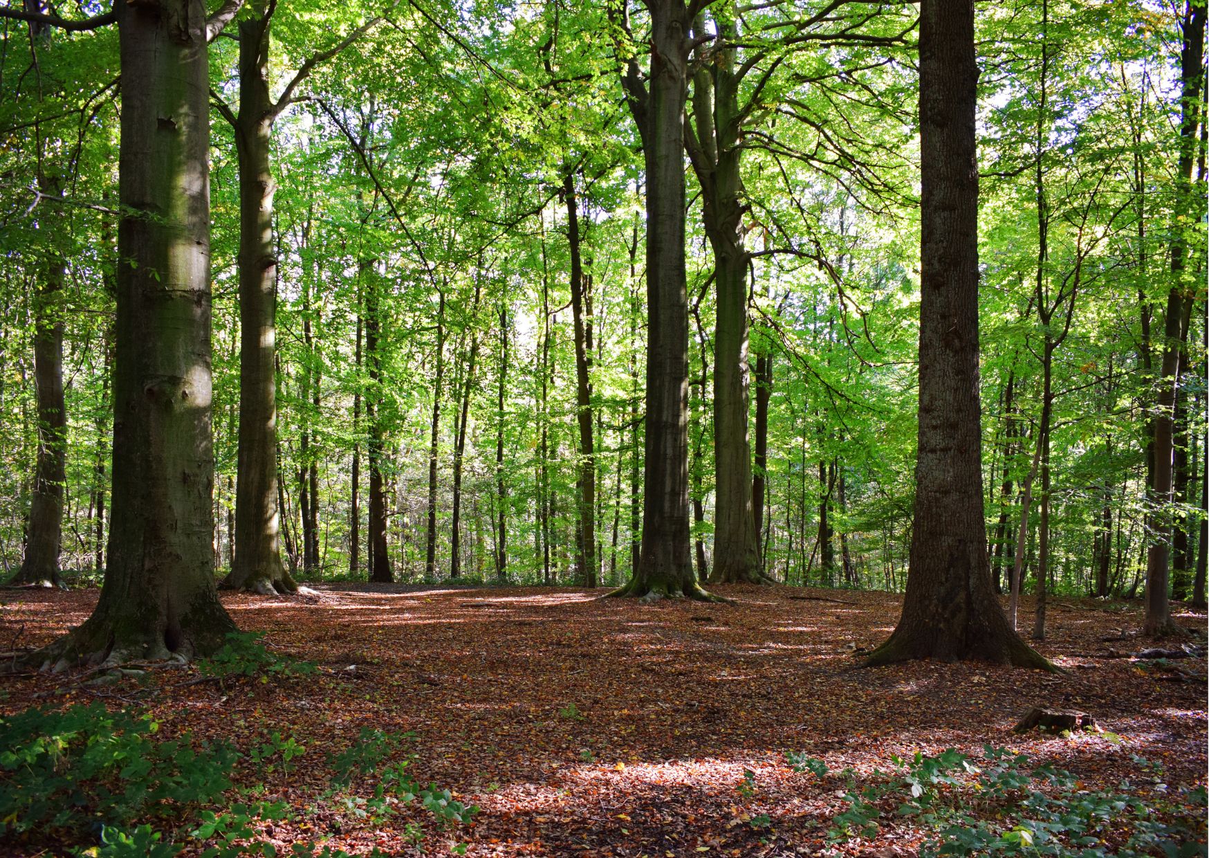 Der Wald für zuhause 