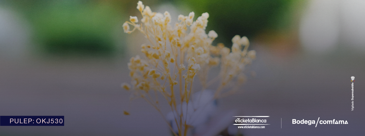 BODEGA EN VIVO NOVIEMBRE