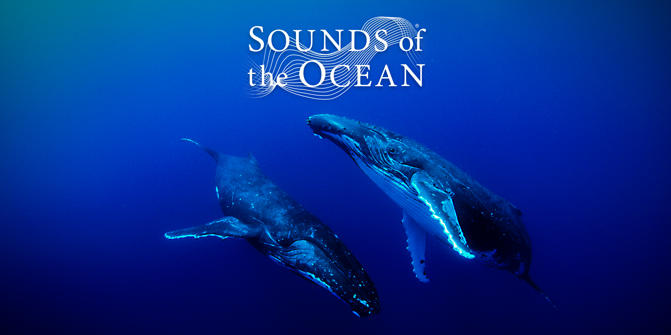 極希少/HAWAII AOR◆PAHOEHOE/ACOUSTICAL REALM 極希少/HAWAII AOR◇PAHOEHOE/ACOUSTICAL REALM