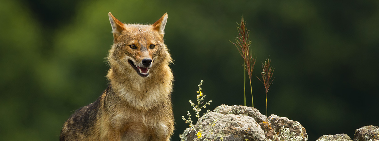 VORTRAG | Der Goldschakal - Deutschlands neuer Einwanderer.img}
