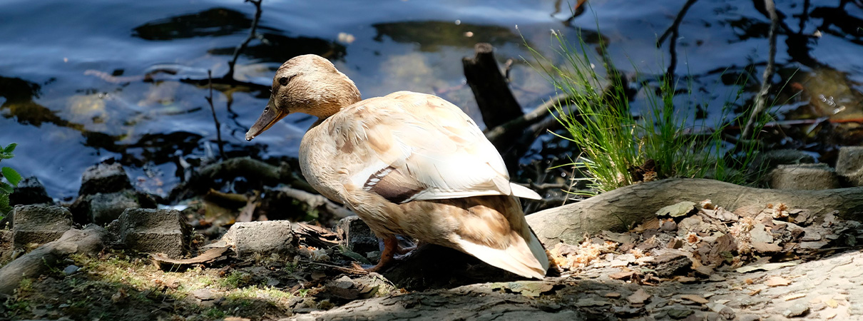 EXKURSION | Vogelwelt des Benrather Schlossparks.img}