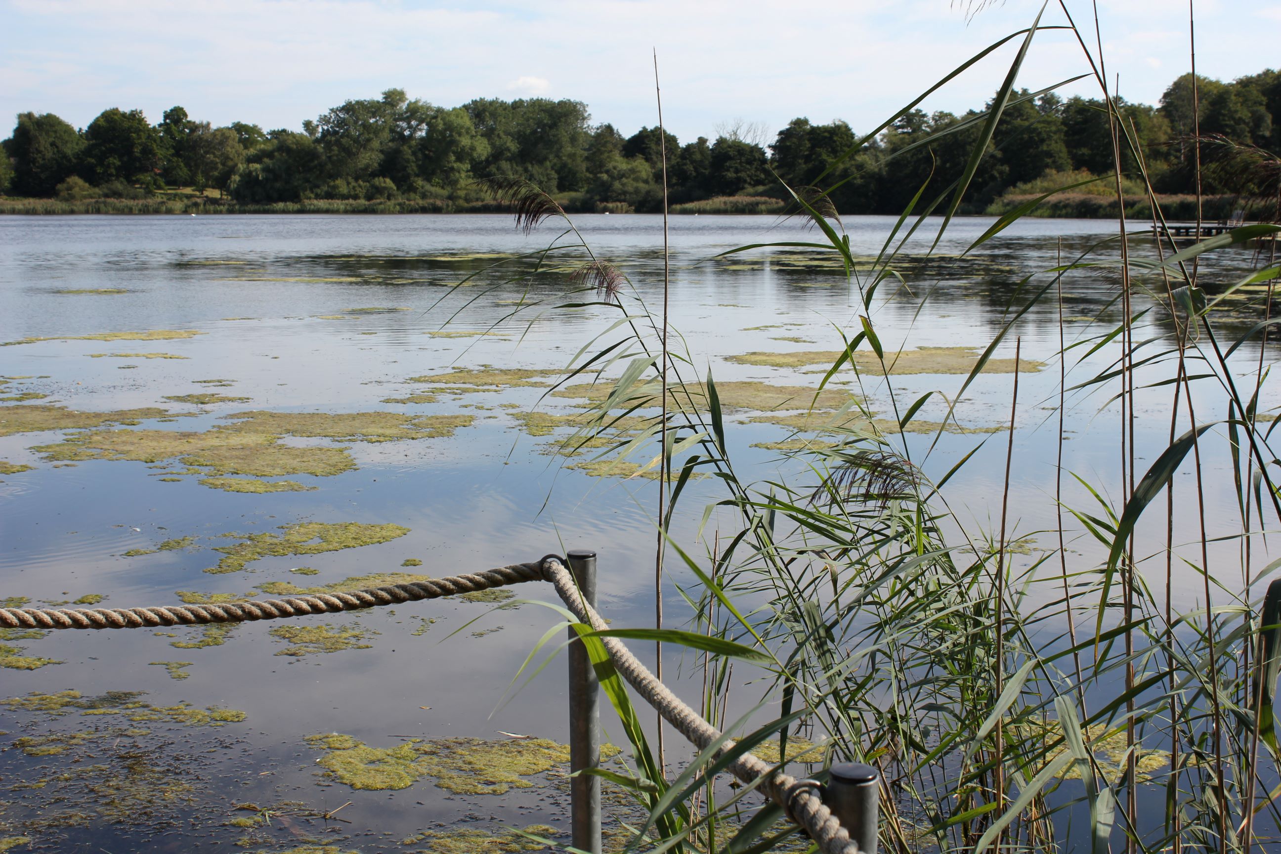 Wildes Wasserleben