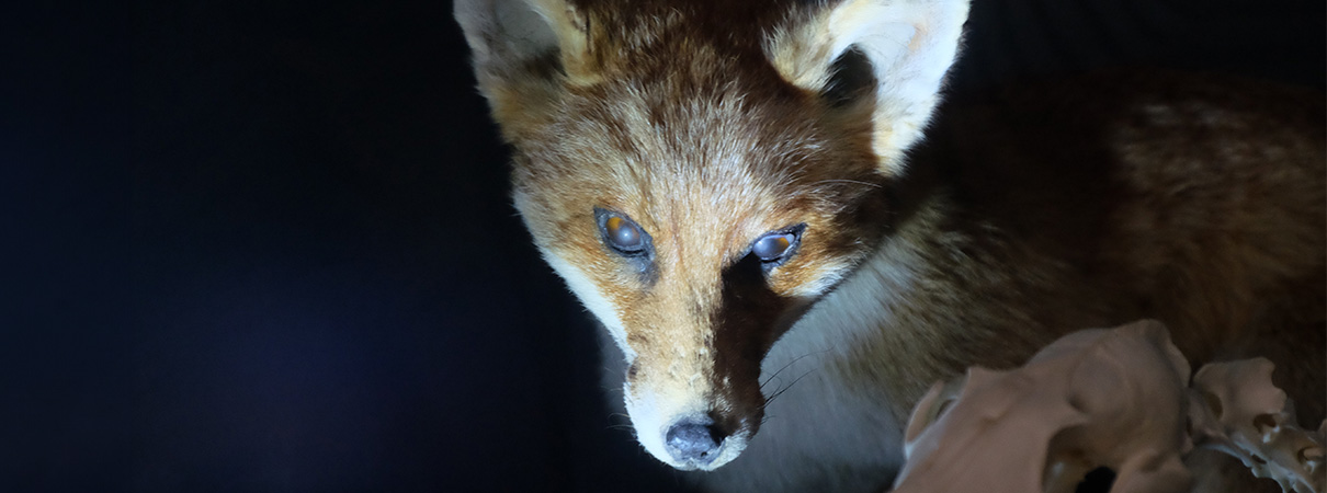 FAMILIENFÜHRUNG | Taschenlampenführung. Nachts im Naturkundemuseum.img}