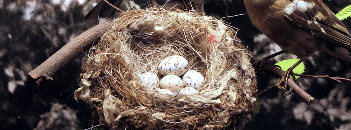 FAMILIENFÜHRUNG | Einzigartige Eier.img}