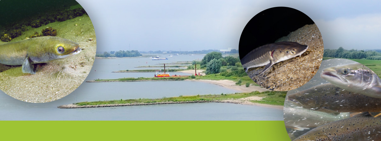 VORTRAG | Die Wanderfische des Rheins.img}