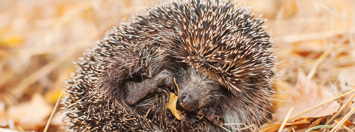 FAMILIENFÜHRUNG | Tiere im Winterschlaf.img}