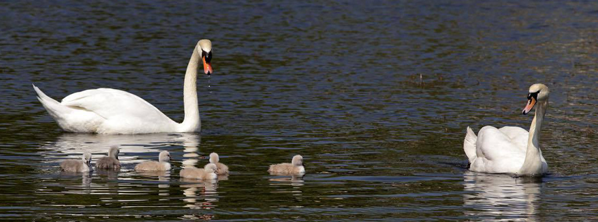 FÜHRUNG | Liebe Tiere (Valentinstag-Special).img}