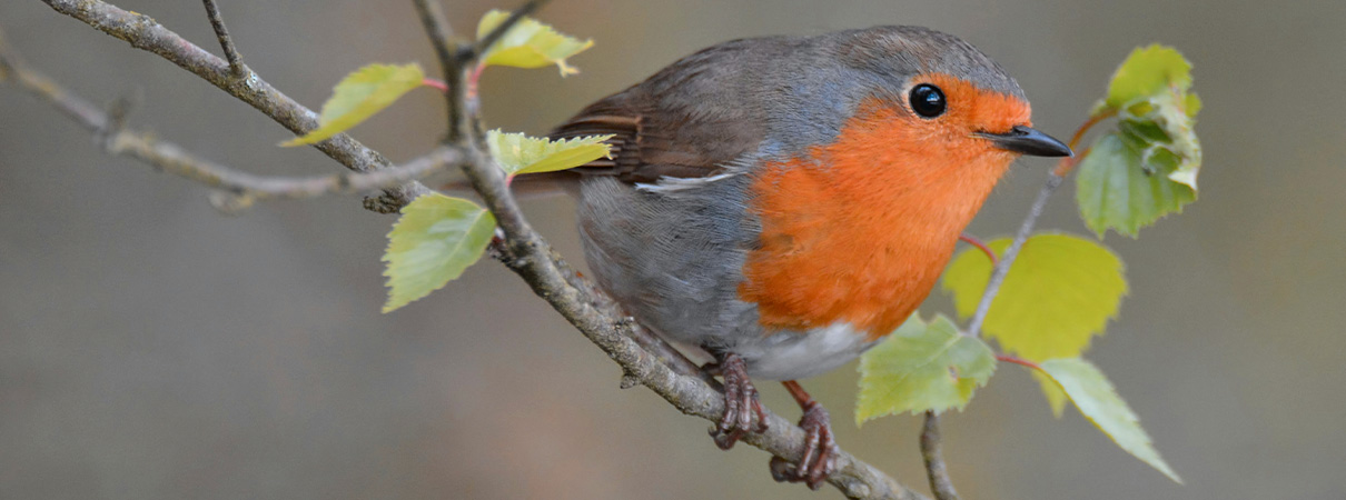 VORTRAG | Die Tierwelt des Benrather Schlossparks.img}