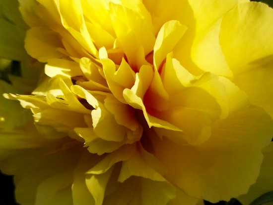 Pinavija“Garden treasure“ - Žalėsiai.lt