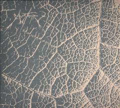 Austere - To Lay Like Old Ashes