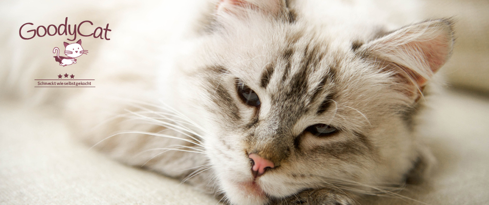 GoodyCat Markenwelt